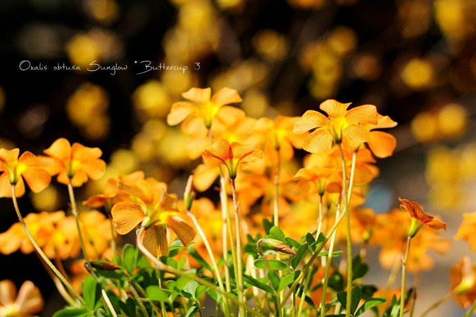 oxalis obtusa sunglow × buttercup 3