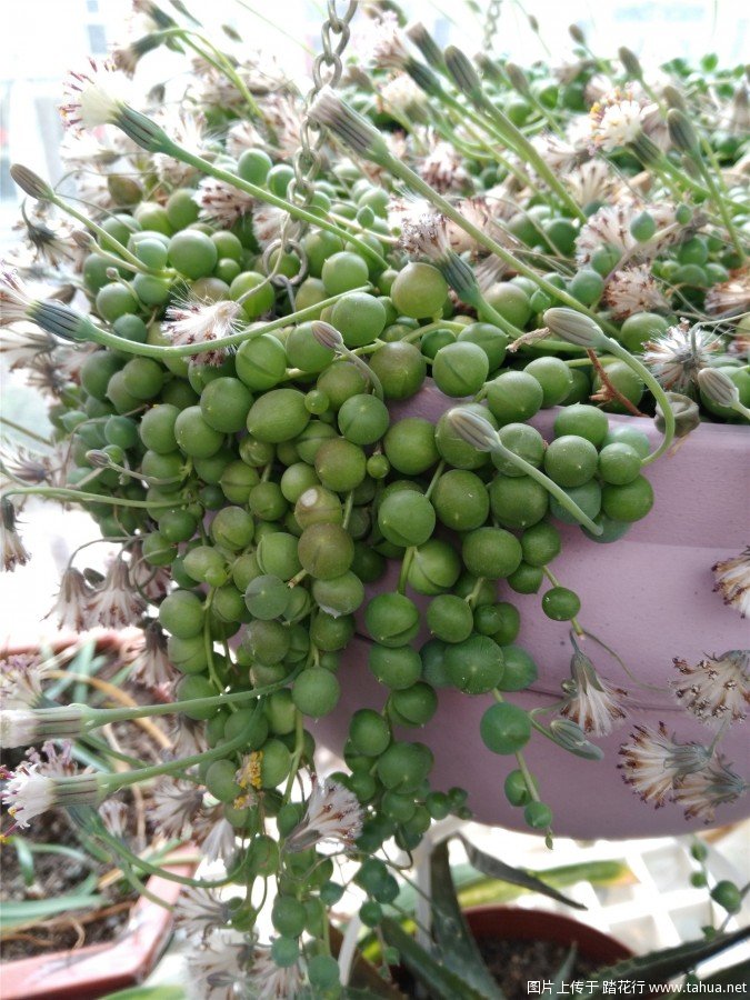 转：绿佛珠种植指南、紫玄月、情人泪也可使用