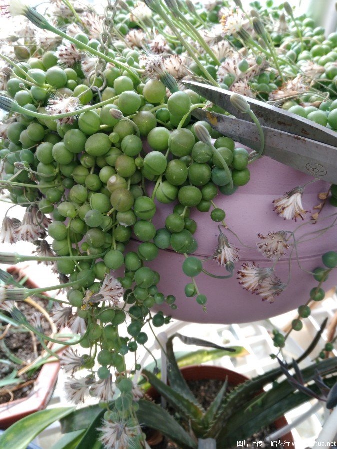 转：绿佛珠种植指南、紫玄月、情人泪也可使用