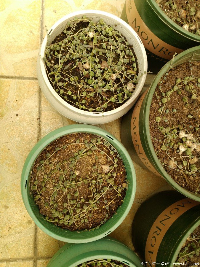 转：绿佛珠种植指南、紫玄月、情人泪也可使用