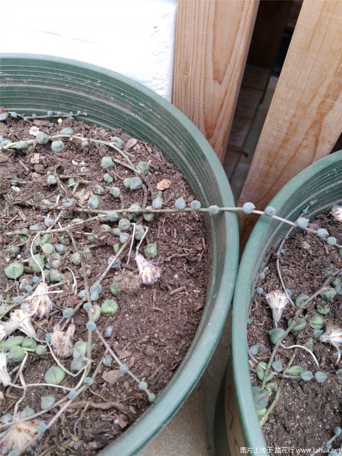 转：绿佛珠种植指南、紫玄月、情人泪也可使用