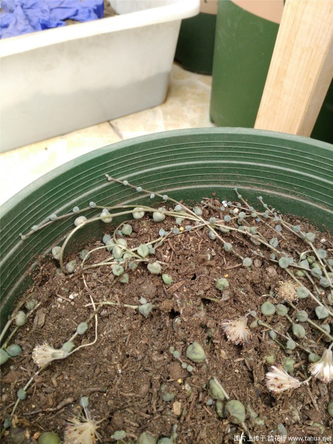 转：绿佛珠种植指南、紫玄月、情人泪也可使用