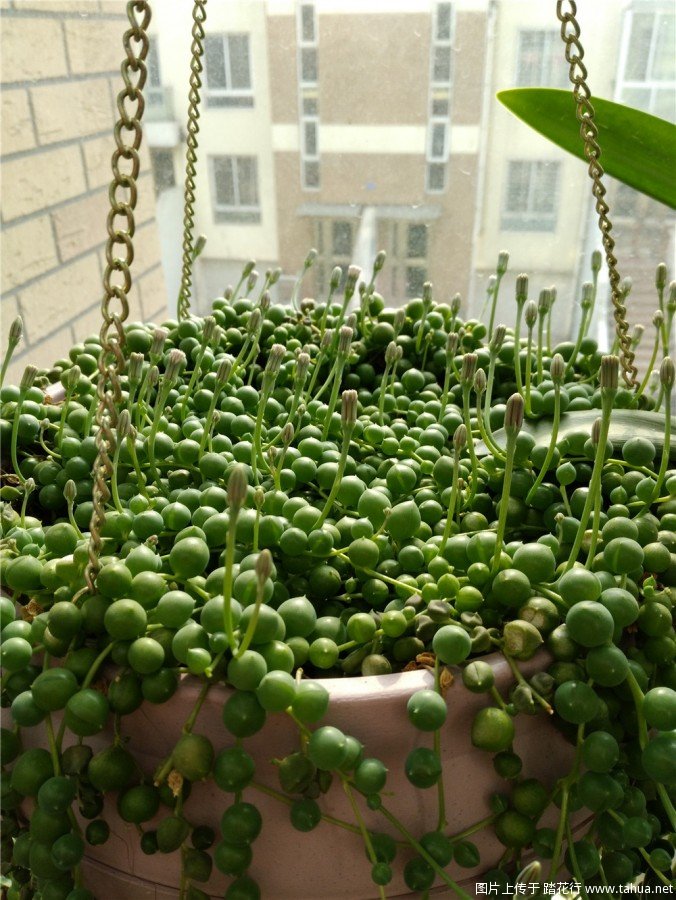 转：绿佛珠种植指南、紫玄月、情人泪也可使用